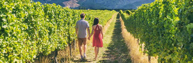 Couple holding hands and strolling between the rows of vines at a vineyard.